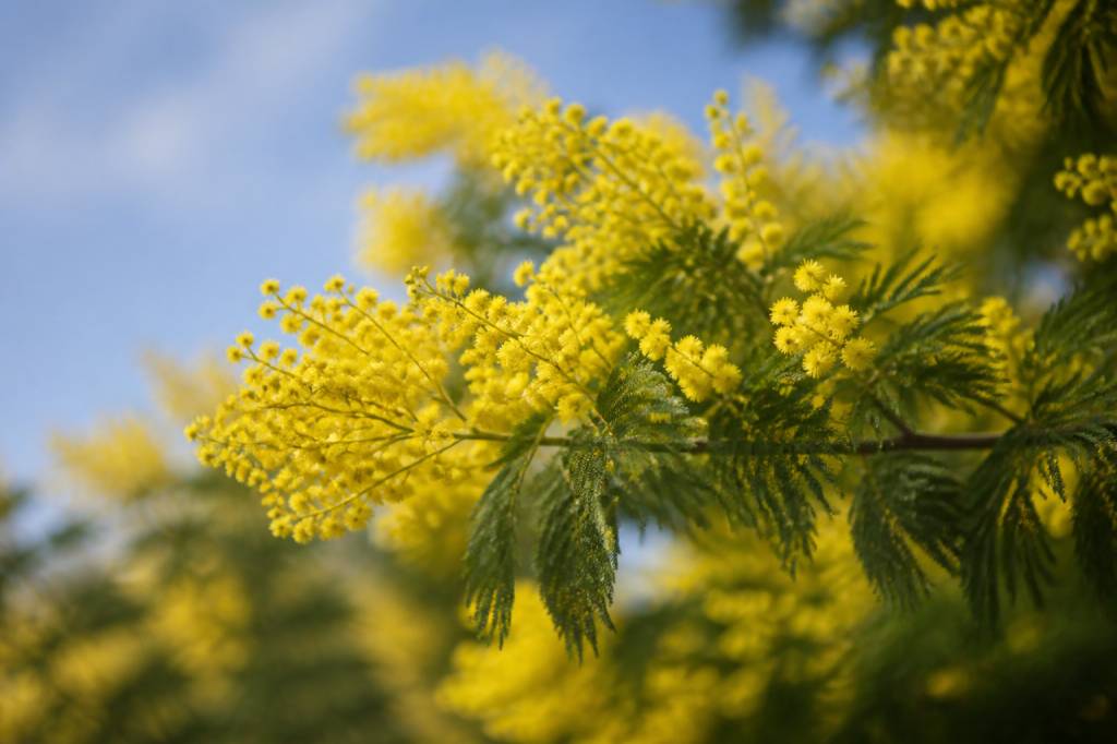 Acacia symbolique : origine, sens et usages dans les traditions
