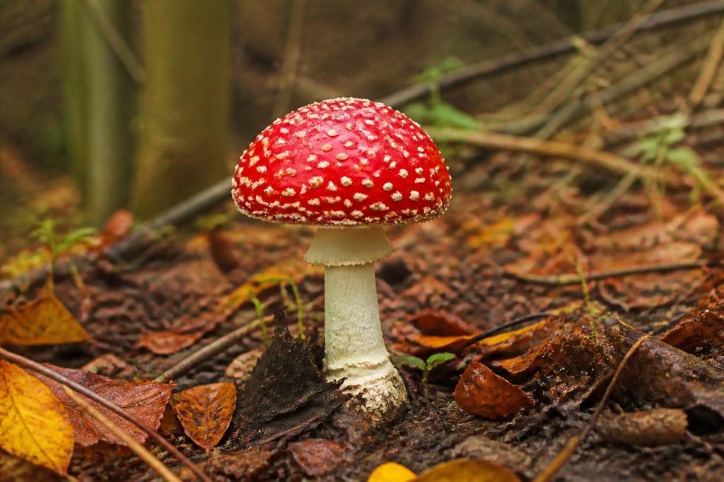 Amanite tue-mouche hallucinogène : effets, risques et cadre légal